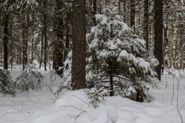 ağaçlar geometri manzara kış orman yürüyüş yolları