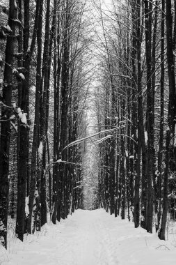 ağaçlar geometri manzara kış orman yürüyüş yolları