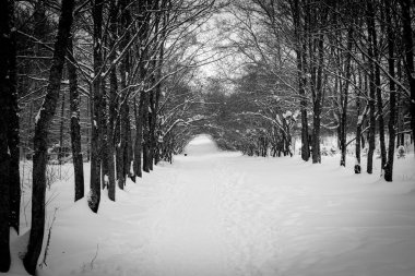 ağaçlar geometri manzara kış orman yürüyüş yolları