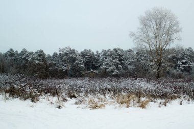 ağaçlar ile kış orman kar kış manzara ağaçlar
