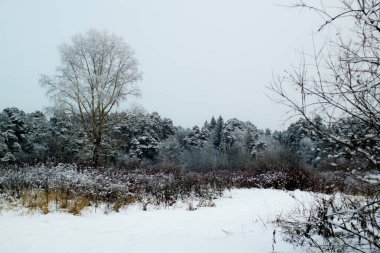 Kışın ağaçlar ve yol ile kış manzara