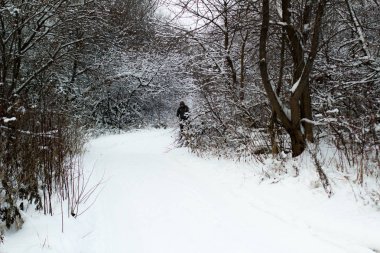 Kışın ağaçlar ve yol ile kış manzara