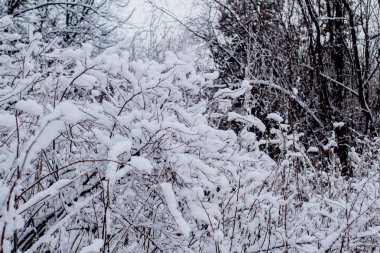 ormanda Frost ile kaplı Frost ağaçları