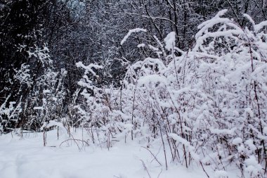 ormanda Frost ile kaplı Frost ağaçları