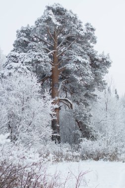 Kışın peyzaj ağacı