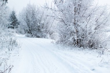 Kışın ağaçlar ve yol ile kış manzara