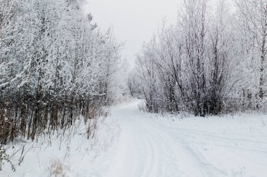 Kışın ağaçlar ve yol ile kış manzara