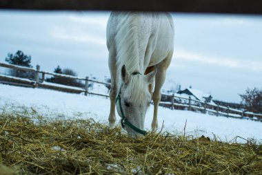 çiftlik yeme kar beyaz at 
