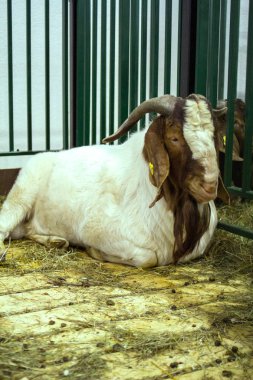 çiftlikte keçi elit cins