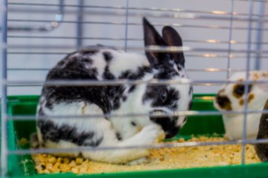 çiftlikte hayvan elit cins