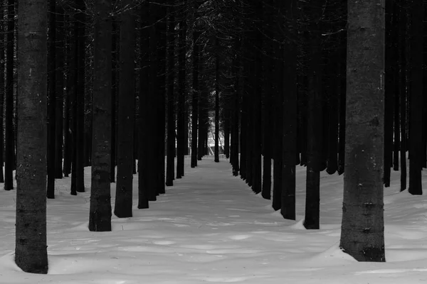 Hiver Forêt Paysage Géométrie Arbres Route Sentiers — Photo