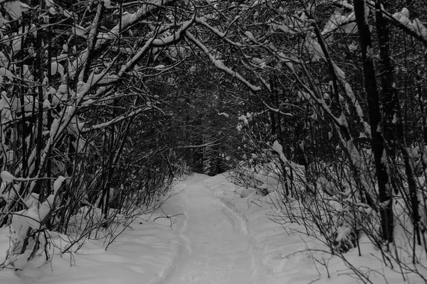 Invierno Bosque Paisaje Geometría Árboles Camino Senderos —  Fotos de Stock