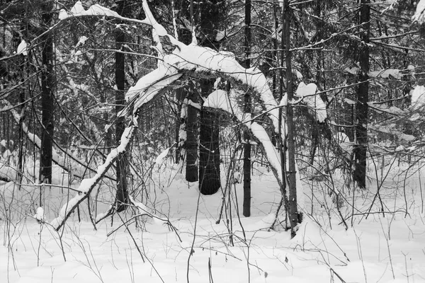 Inverno Floresta Paisagem Geometria Árvores Estrada Caminhos — Fotografia de Stock