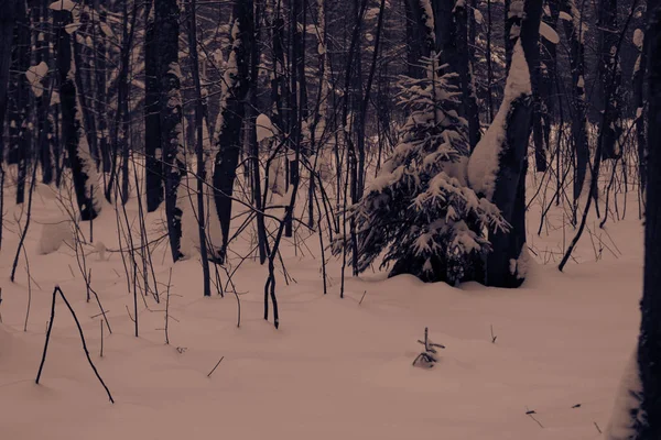 Invierno Bosque Paisaje Geometría Árboles Camino Senderos —  Fotos de Stock