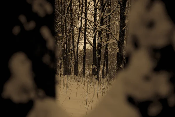 Inverno Floresta Paisagem Geometria Árvores Estrada Caminhos — Fotografia de Stock