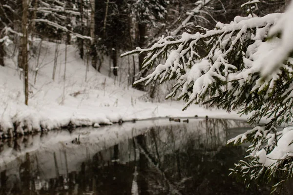 Paisaje Bosque Lago Invierno Con Agua Abierta Sin Congelar —  Fotos de Stock