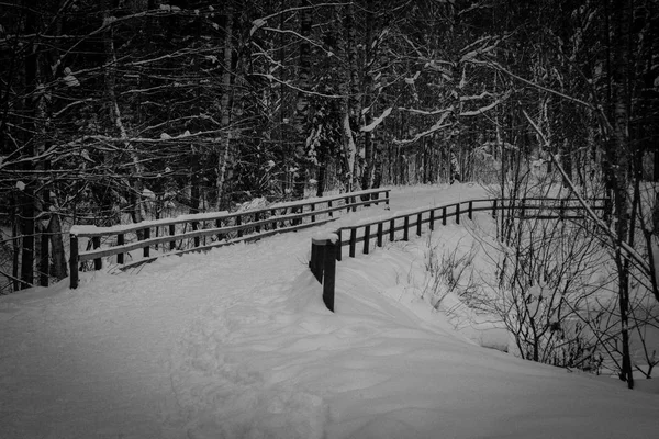 Skov Vinter Natur Park Landskab - Stock-foto