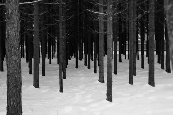 Arbres Hiver Forêt Neige Hiver Paysage Avec Arbres — Photo