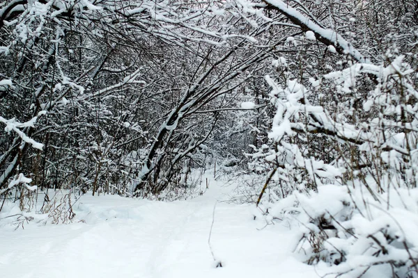 Zimní Krajina Stromy Silnicí Zimě — Stock fotografie