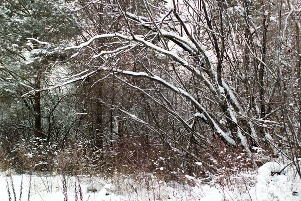 Árboles Invierno Bosque Nieve Invierno Paisaje Con Árboles — Foto de Stock