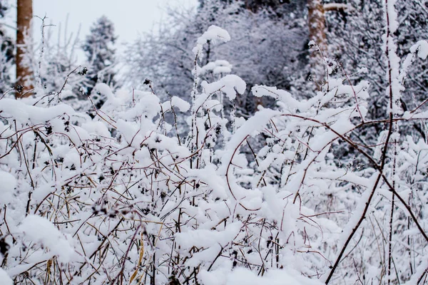 Sněhem Pokryté Stromy Lesní Zimě — Stock fotografie