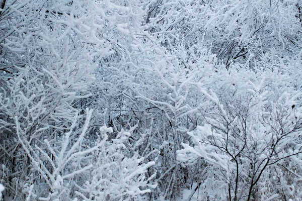Sněhem Pokryté Stromy Lesní Zimě — Stock fotografie