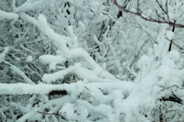 Árboles Cubiertos Nieve Invierno Bosque —  Fotos de Stock