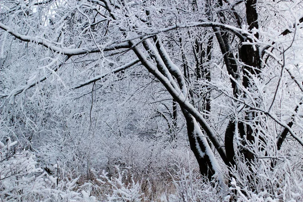 Landschaftsbaum Winter — Stockfoto