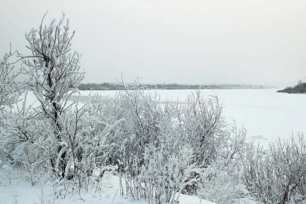 Landschaftsbaum Winter — Stockfoto