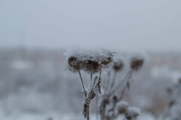 Frost kışın çimlerin üzerine