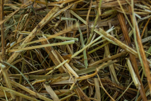 Tørt Gress Snøstruktur – stockfoto