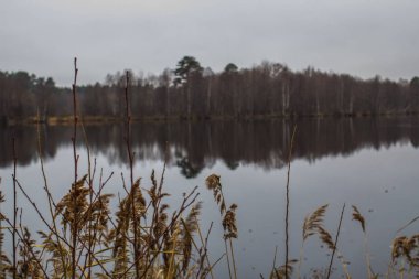 ağaçlar ile çevrili Orman Gölü manzarası