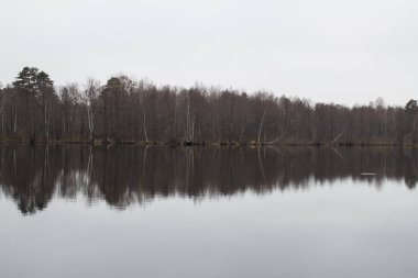 ağaçlar ile çevrili Orman Gölü manzarası
