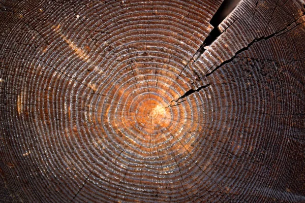 Textura Velho Tronco Madeira Usado Construção Igreja Século Xvii — Fotografia de Stock