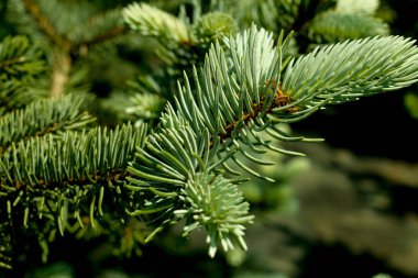 iğne yapraklı çam Ladin köknar çam çiçekli güneş bahar meyve konisi