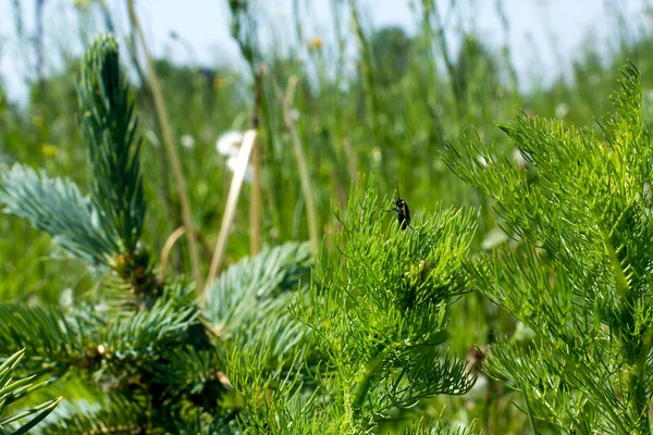 Visão Verão Natureza Grama Insetos Abeto — Fotografia de Stock