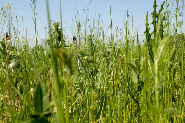 Visão Verão Natureza Grama Insetos Abeto — Fotografia de Stock