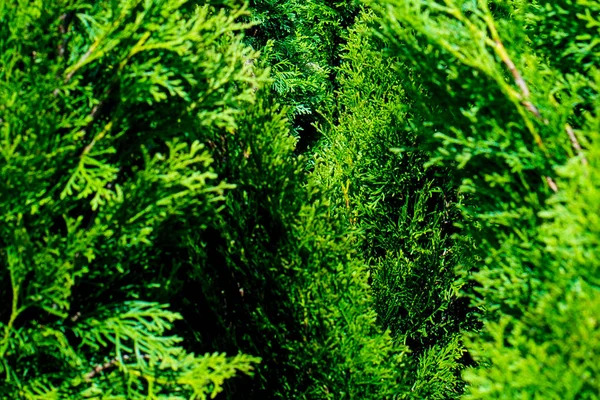 Thuja Smaragd Berçário Primavera — Fotografia de Stock