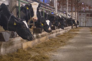 bir süt çiftliğinde inekler