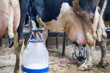 bir süt çiftliğinde mastitis ile hasta Sağım İnekler
