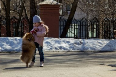 bir köpek ırkı Spitz ile şehirde bir yürüyüş küçük kız