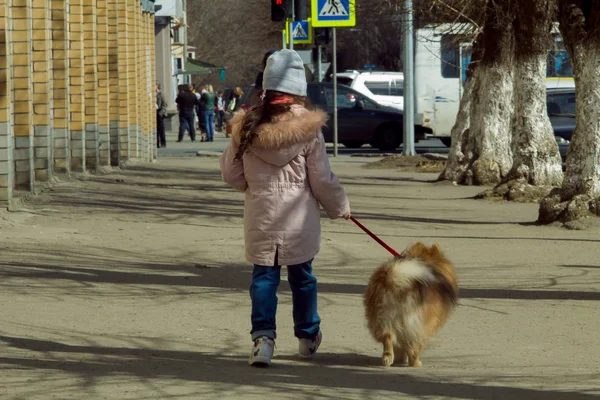 little girl on a walk in the city with a dog breed Spitz