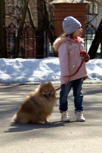 little girl on a walk in the city with a dog breed Spitz