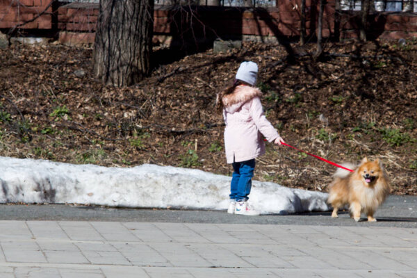 маленькая девочка на прогулке в городе с собачьей породой Spitz
