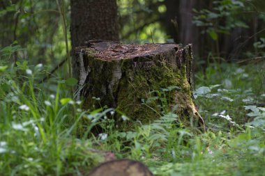 bir yaz ormanında ağaç kütüğü