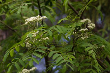 ağaç dalı Rowan çiçeği sıradan