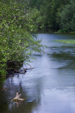 yaz aylarında orman küçük nehir manzara