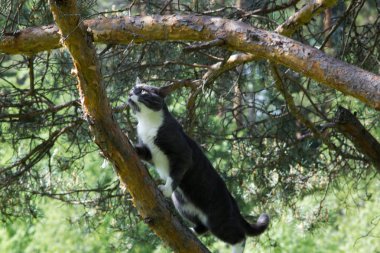 çimenbir ağaç üzerinde gri bir kedi portresi