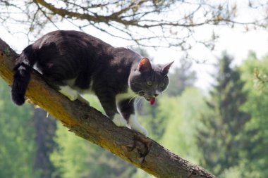 çimenbir ağaç üzerinde gri bir kedi portresi