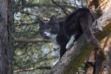 çimenbir ağaç üzerinde gri bir kedi portresi
